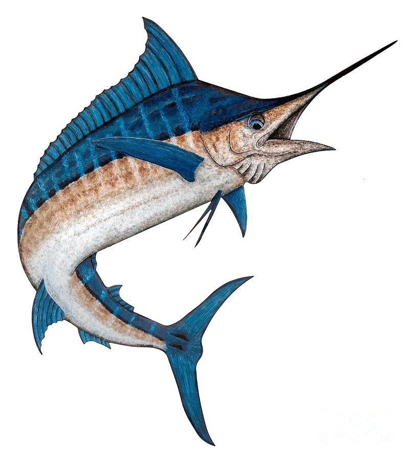 Blue Marlin Drawing Free download on ClipArtMag