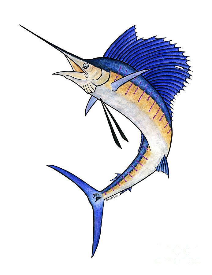 Blue Marlin Drawing | Free download on ClipArtMag