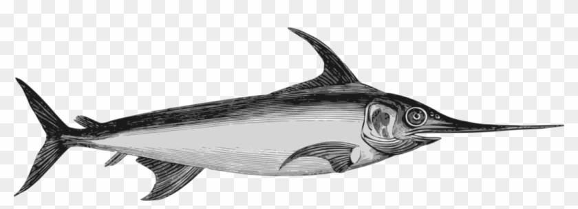 840x305 Atlantic Blue Marlin Actinopterygii Swordfish Atlantic