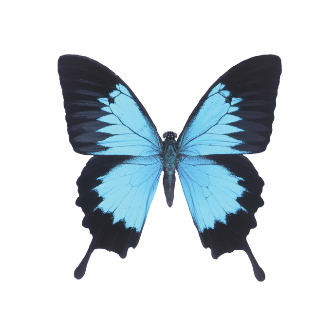 690x690 Blue Morpho Butterfly Decal