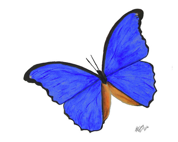 600x480 Blue Morpho Butterfly Paintings Fine Art America