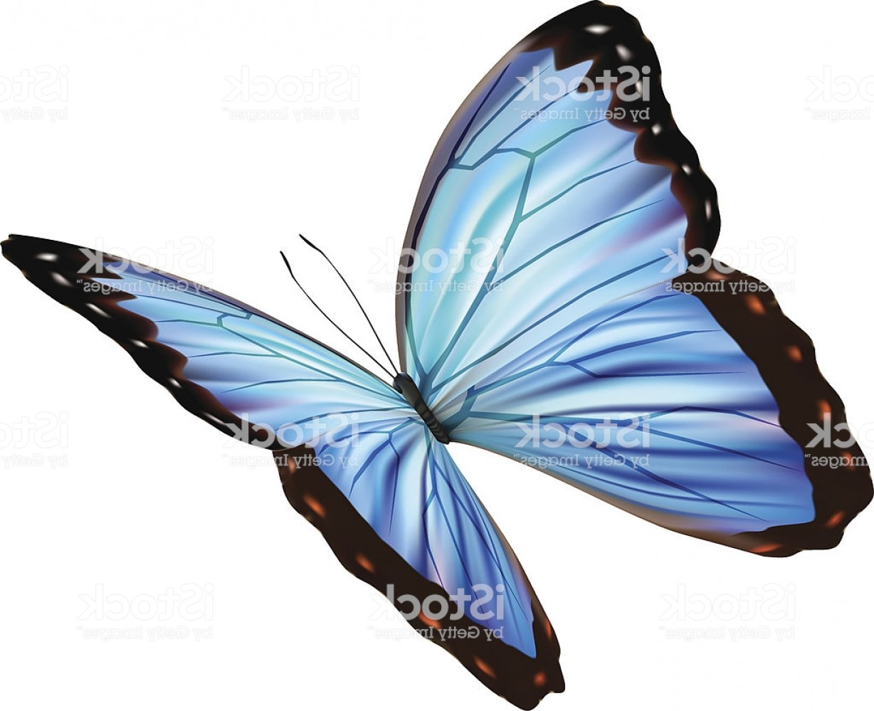 1228x999 Blue Morpho Butterfly Template