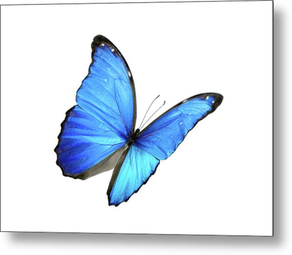 600x523 blue morpho butterfly with black edges