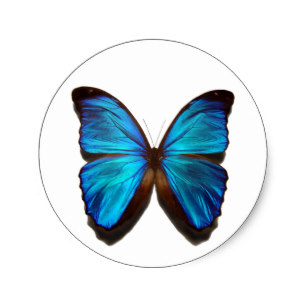 307x307 Blue Morpho Stickers Zazzle