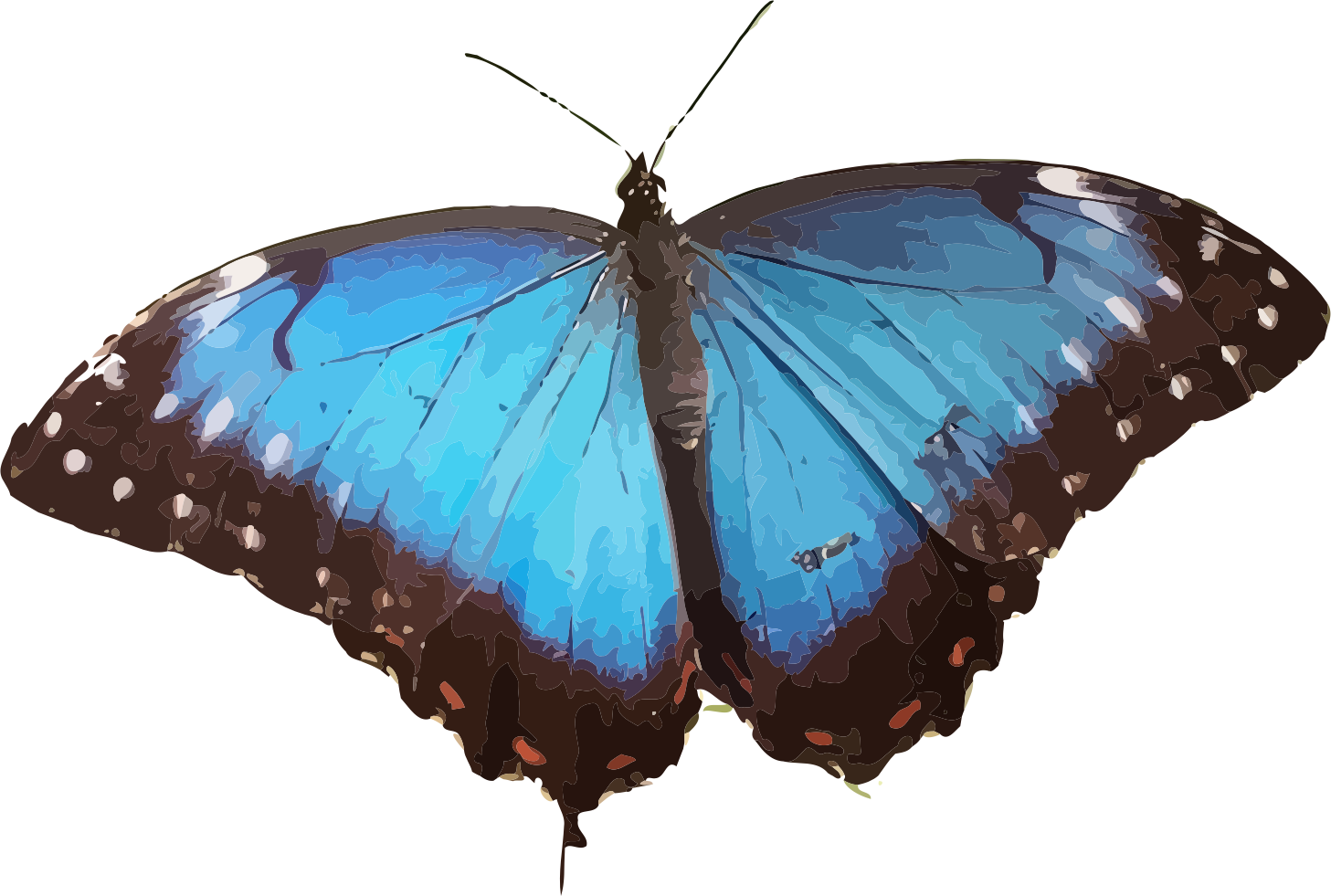 1457x981 Blue Morpho Transparent Png Clipart Free Download