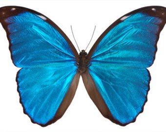 340x270 Blue Morpho Etsy