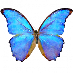 250x250 Blue Morpho Png, Picture