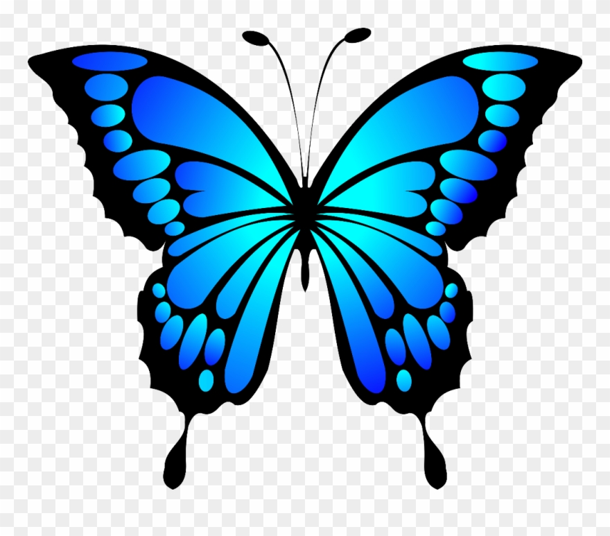 880x773 Butterfly Insect Blue Morpho