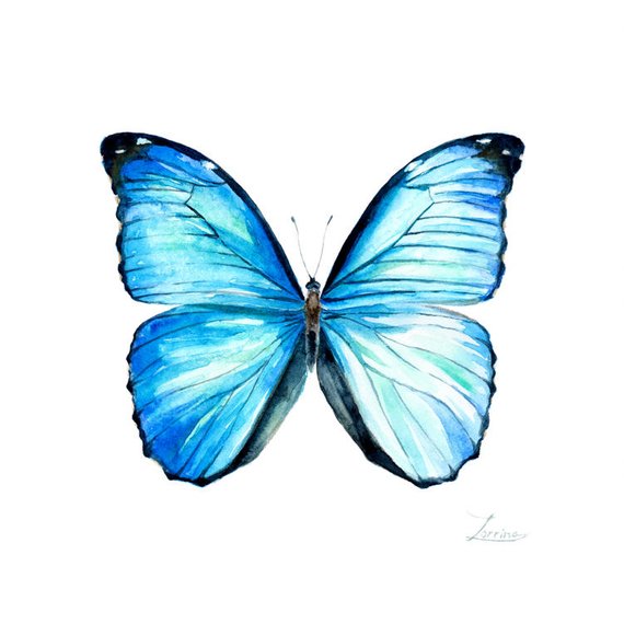 Blue Morpho Butterfly Drawing | Free download on ClipArtMag