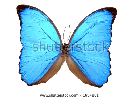 450x319 Morpho Clipart