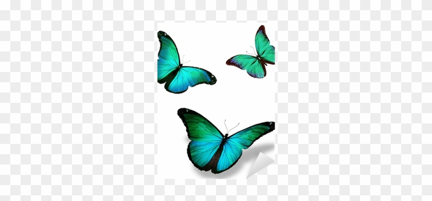 840x391 Three Turquoise Butterfly Morpho