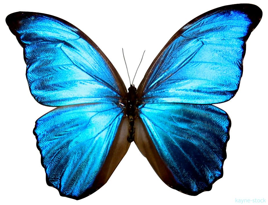 925x707 Butterfly