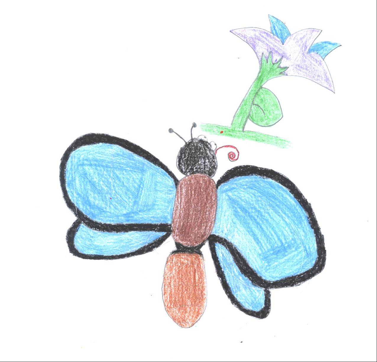 1275x1225 Villagewiki Blue Morpho Butterfly