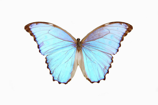 600x400 Blue Morpho Butterfly Art Print