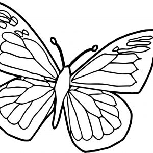 300x300 Blue Morpho Butterfly Coloring