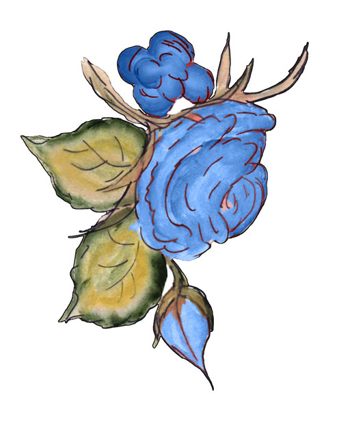 493x615 Blue Rose Free Stock Photo