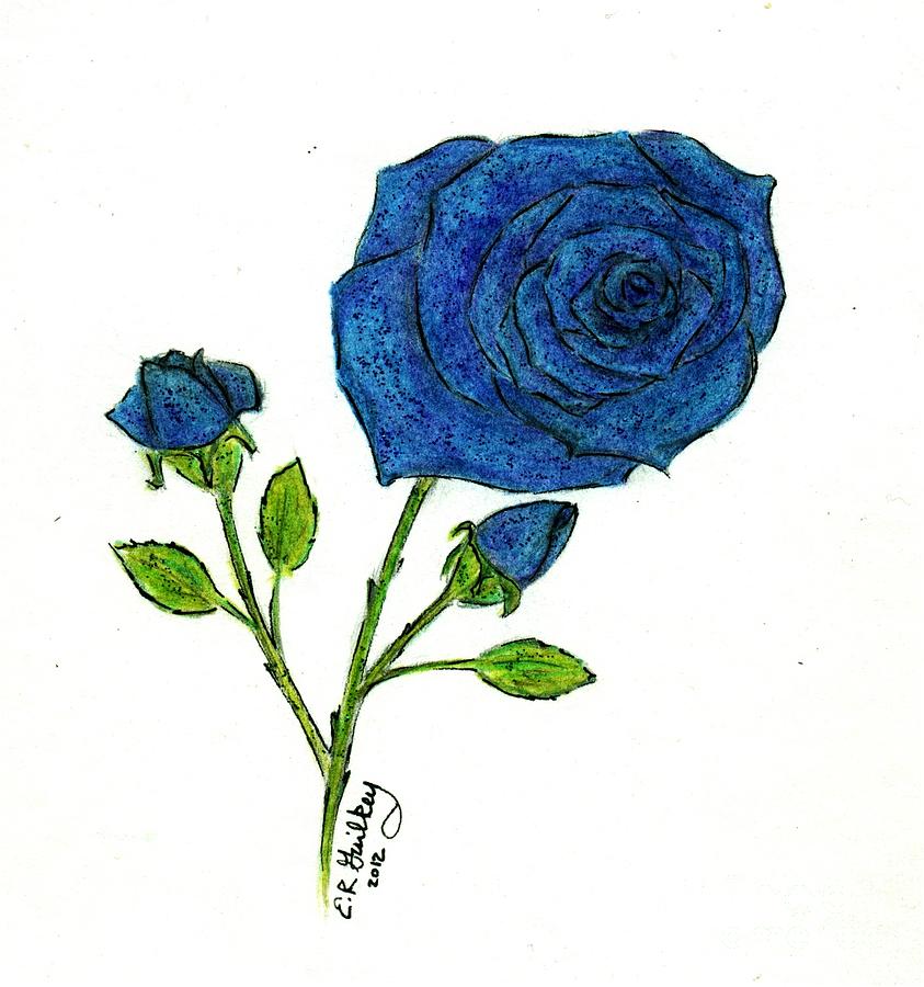 843x900 Blue Roses Drawing