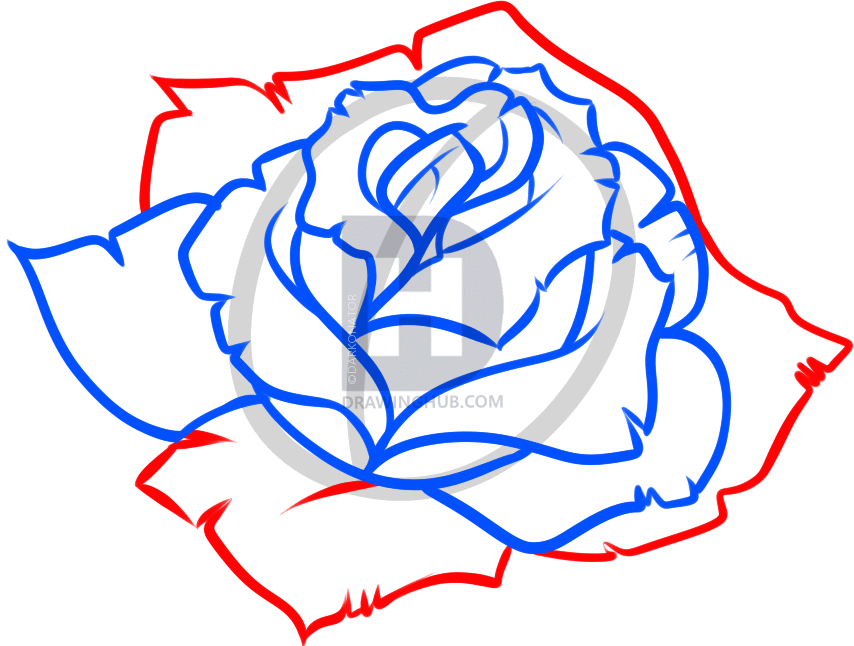 854x646 How To Draw A Blue Rose, Step