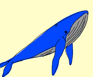 300x250 Blue Whale Drawing
