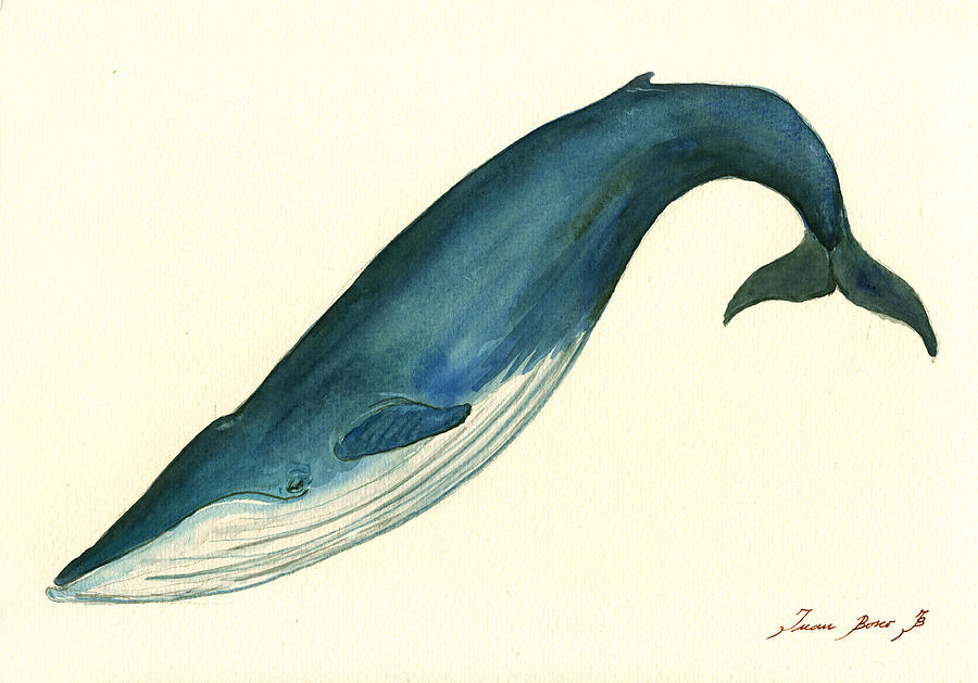 900x629 Blue Whale Painting Painting