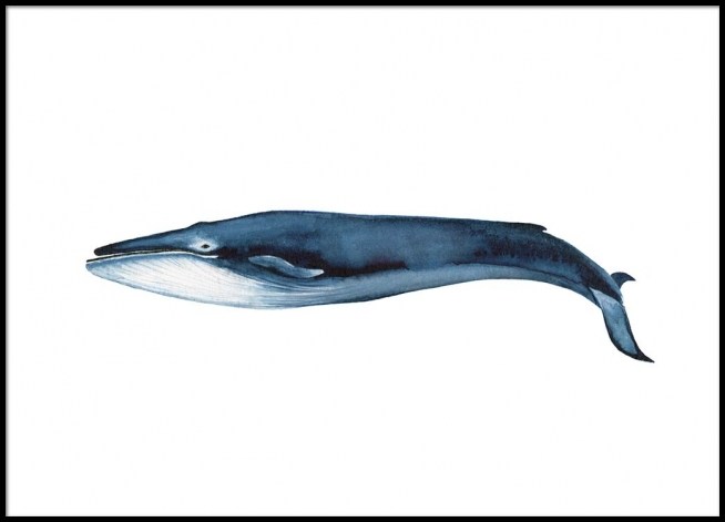 654x471 Blue Whale Poster