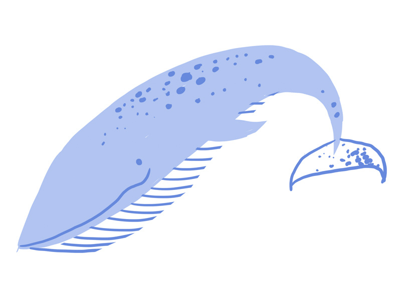 800x600 Blue Whale