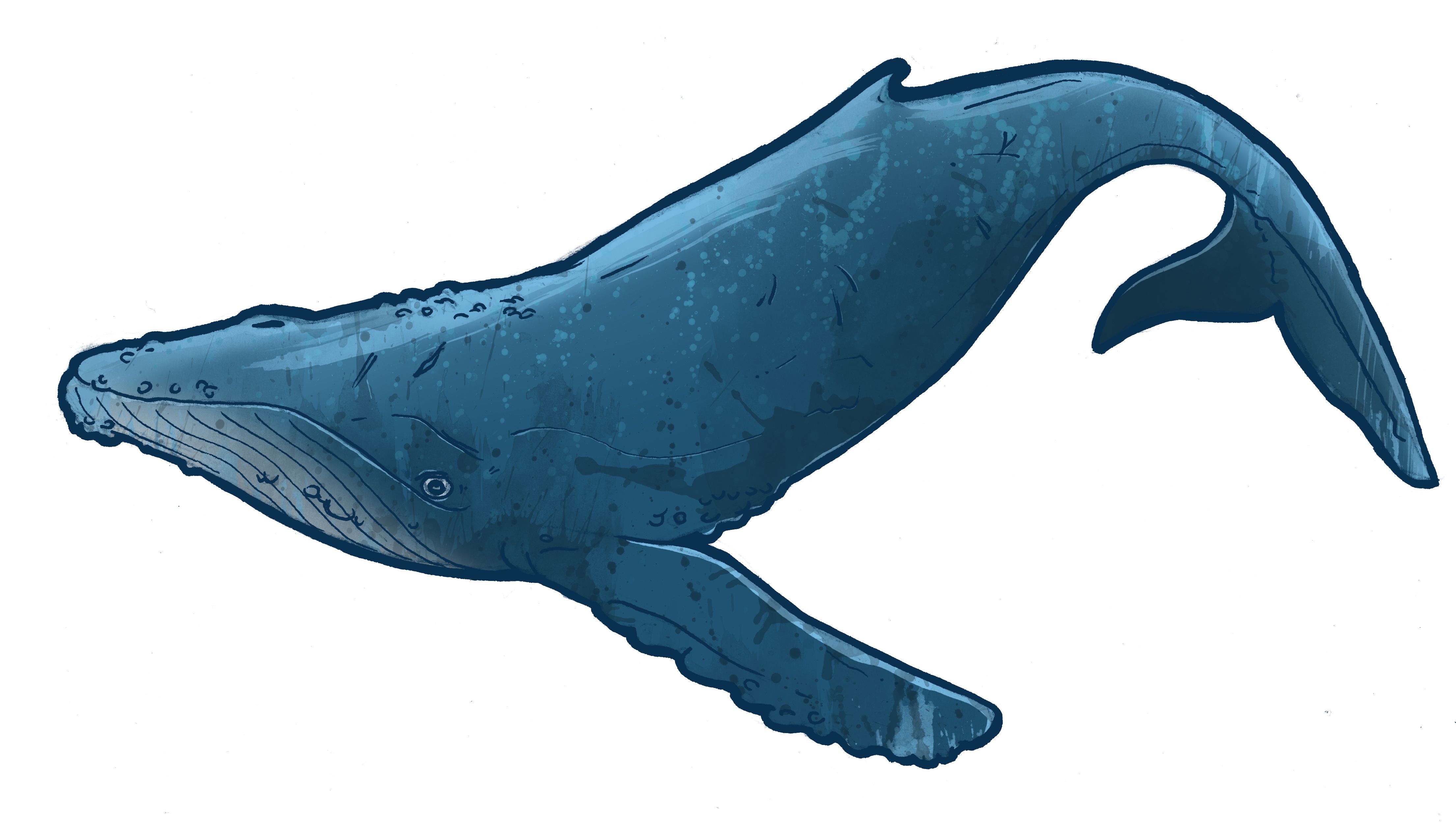 4420x2502 Humpback Whale Clip Art