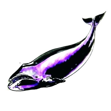 470x470 Draw Humpback Whale