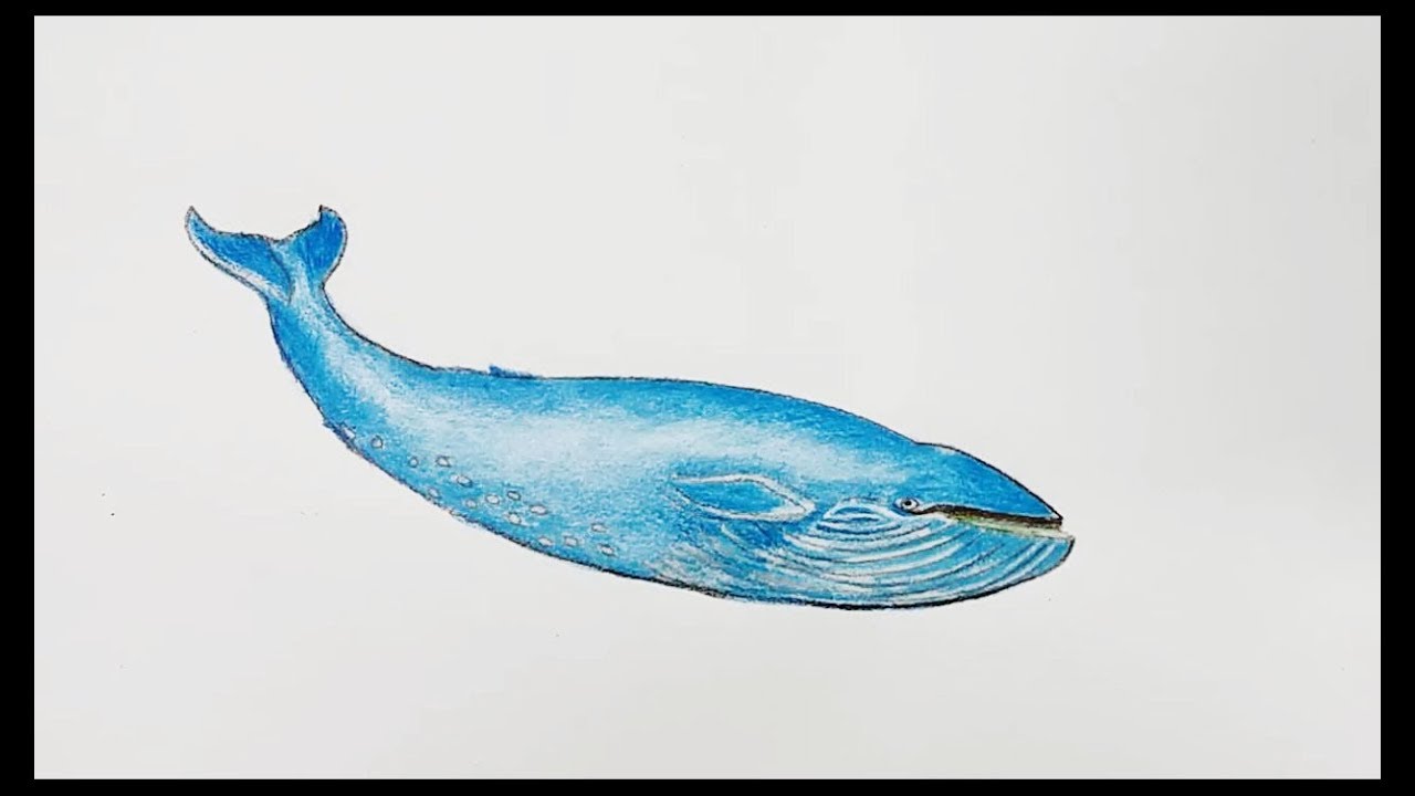 1280x720 How To Draw Blue Whale Step