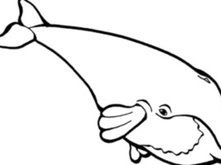 Blue Whale Line Drawing