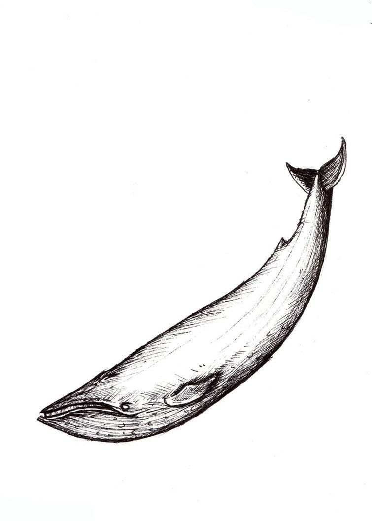 755x1057 blue whale tattoo animals whale tattoos, blue