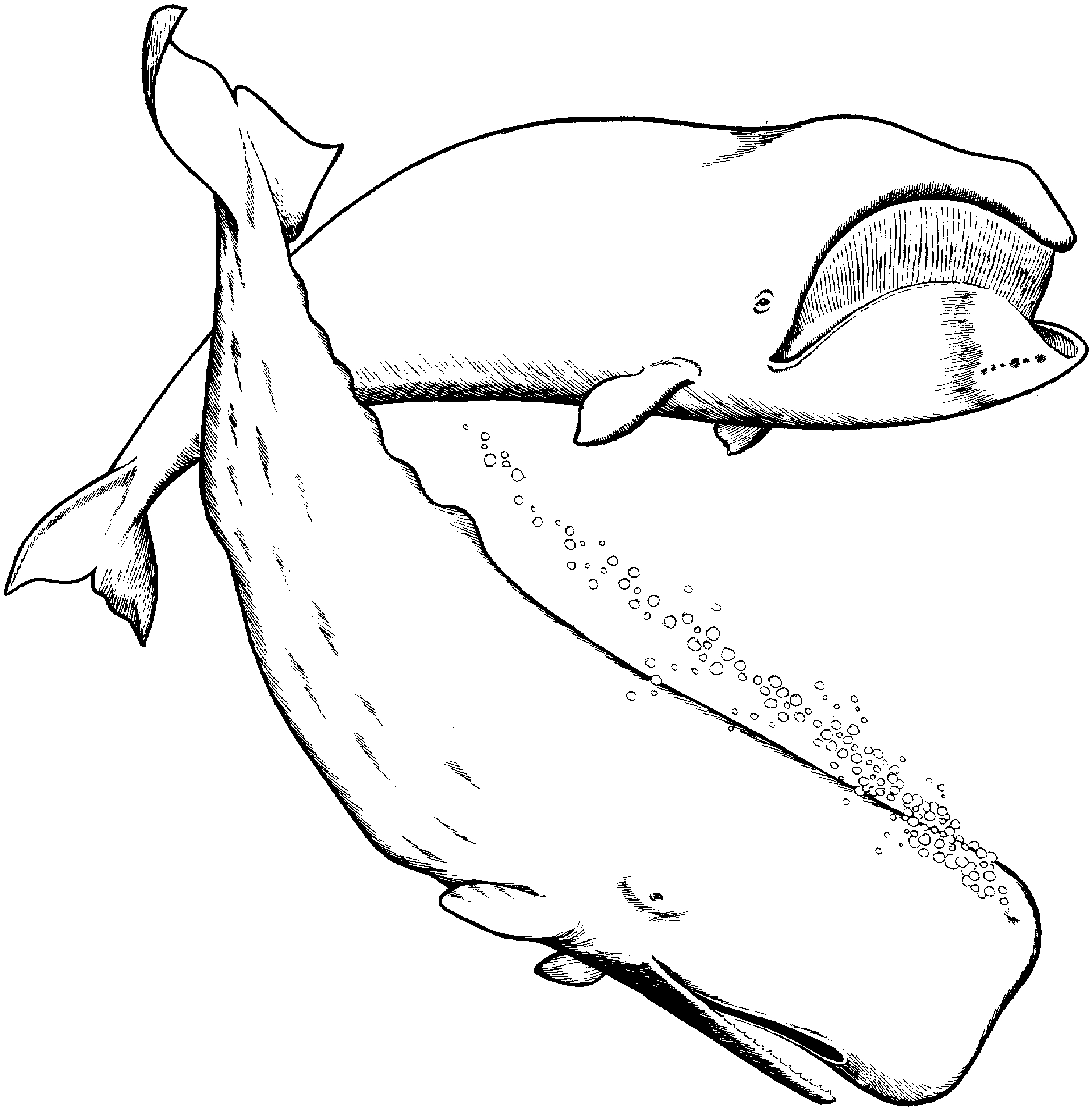 2492x2532 Cartoon Whale Coloring Pages Fun Time