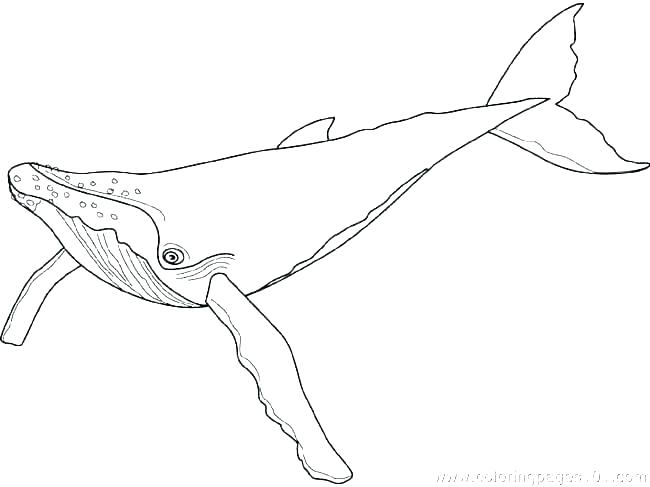 650x487 House Drawing For Colouring Old Tree House Drawing Fairy Colouring