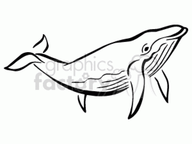 640x480 Blue Whale Clipart Black And White
