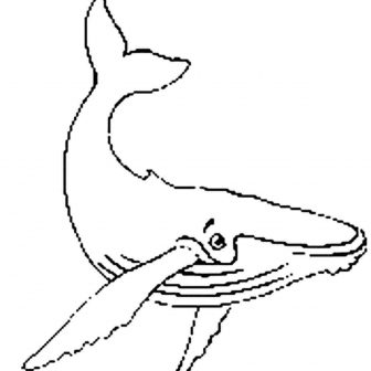 336x336 Whale Anatomy Drawing Pictures A Shark Easy Humpback Black