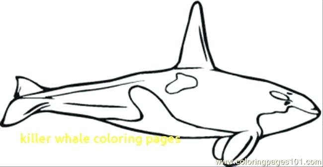 650x336 Whale Coloring