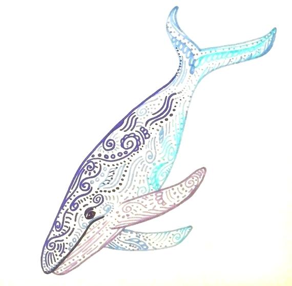 570x558 whale drawing humpback whale whale drawing step