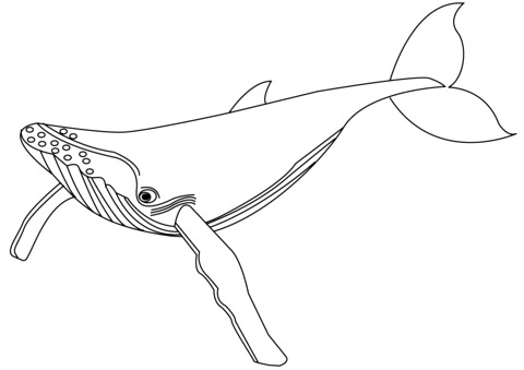 480x339 Blue Whale Colouring Picture Simplesnacks Top