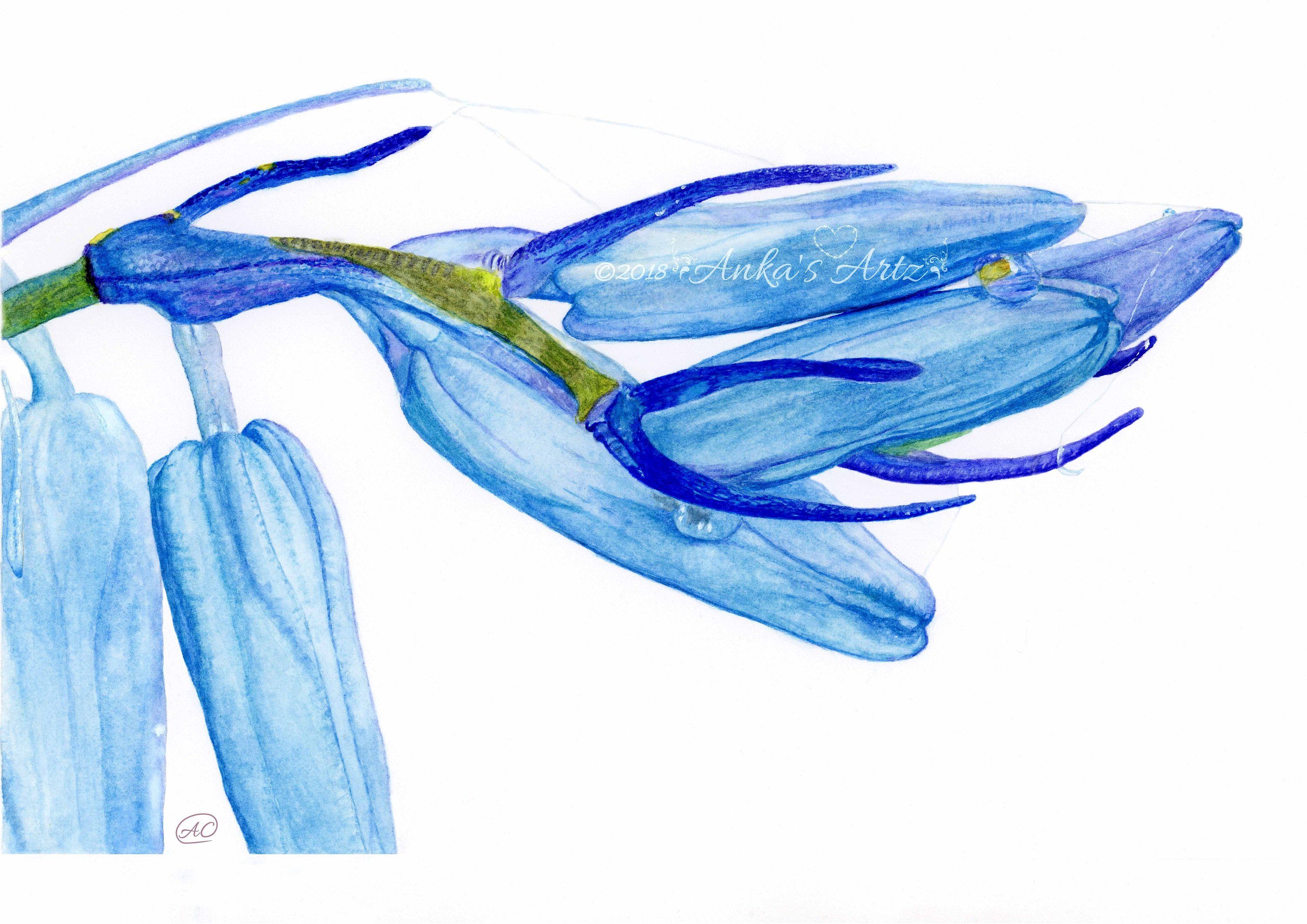 3000x2121 Bluebell Print, Home Botanical Watercolour, Bluebell