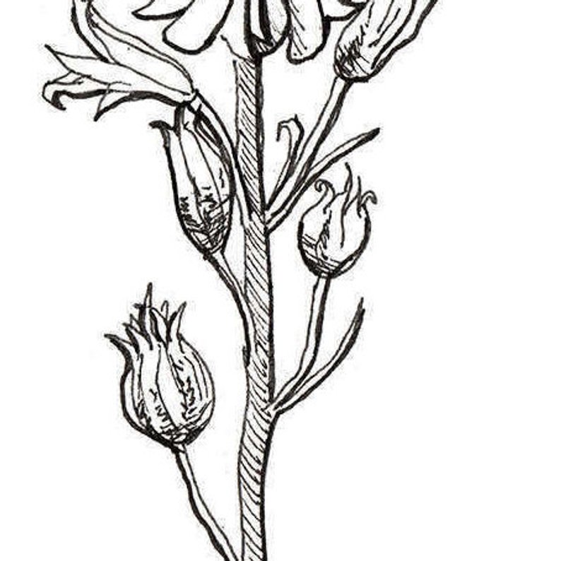 794x794 Bluebell Print Flower Art Floral Botanical Print Wall Art Etsy