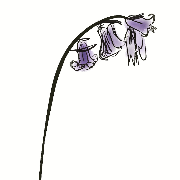 768x768 Bluebell And Blue Cat Auntyemily