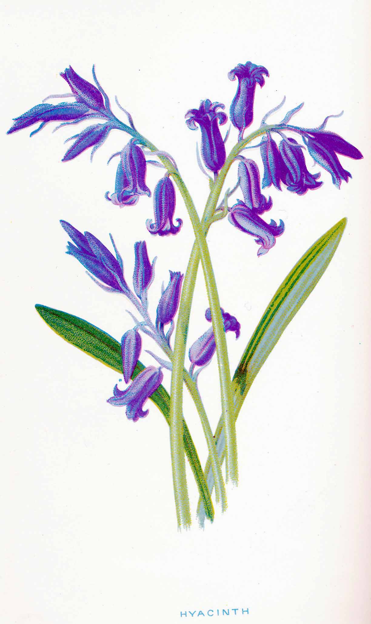 1224x2057 Botanical Bluebells Sewing Machine Embroidery, Embroidery, Sewing