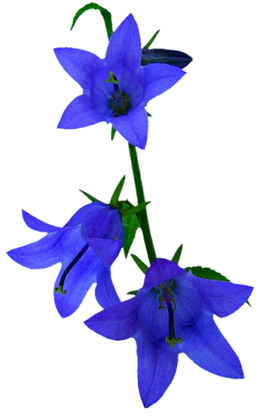 260x420 Drawing, Color, Flower, Transparent Png Image Clipart Free Download