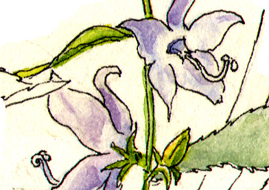 392x277 Bluebell Rednewtgallery