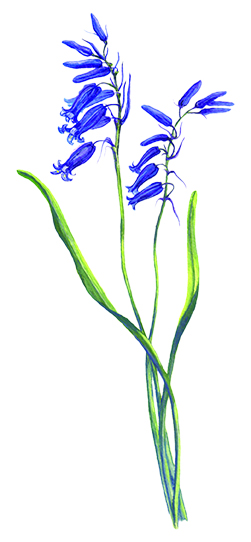 251x542 Bluebell