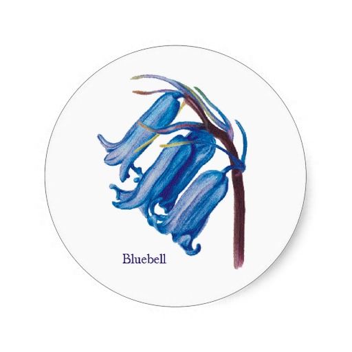512x512 Bluebell Classic Round Sticker Nature