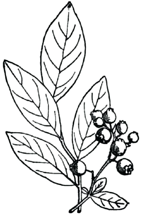 Blueberry Bush Drawing
