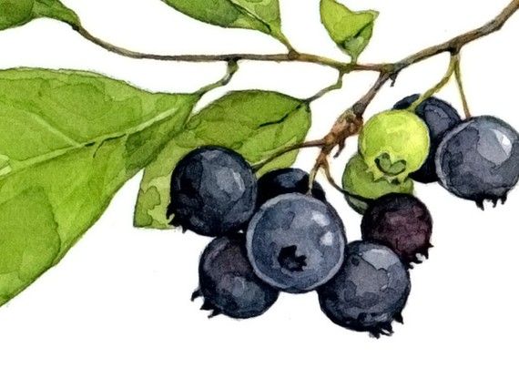 570x404 Blueberries Botanical Watercolor Print Pretty Watercolor