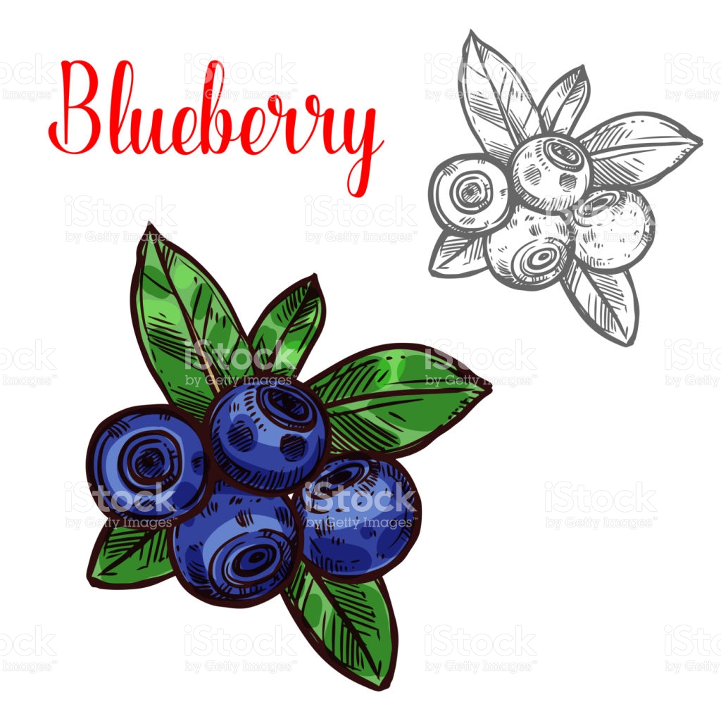 1024x1024 Blueberries Clipart Sketch Frames Illustrations Hd Images