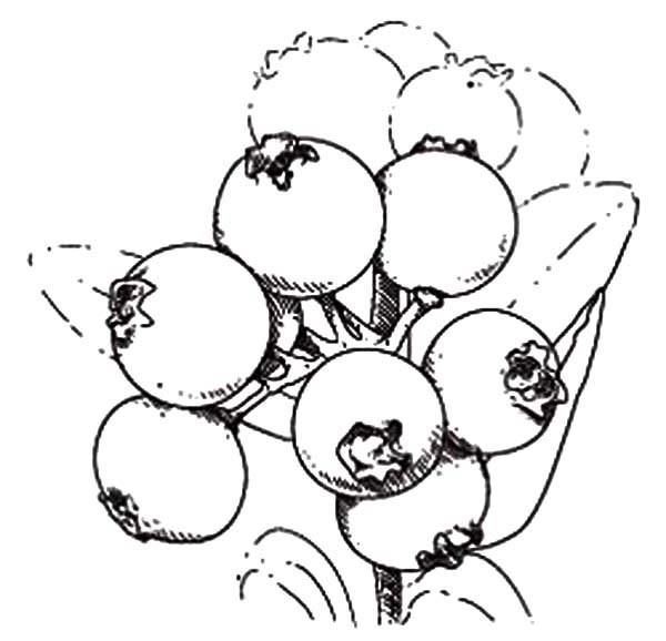 600x578 Blueberry Bush Coloring Pages